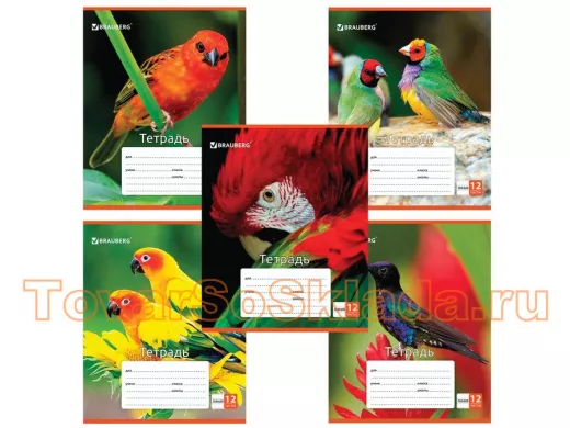 Тетради 12-24 листов